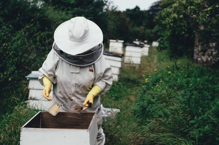 A bee keeper