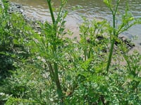 Council warns of highly poisonous plants