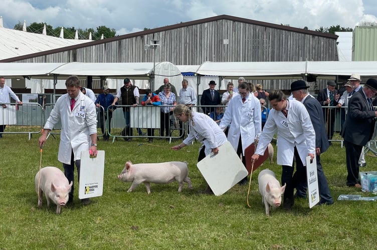 There are record pig class entries at this year’s Show. AQ 2821