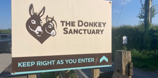 Donkey Sanctuary to shut sites including one in South Hams