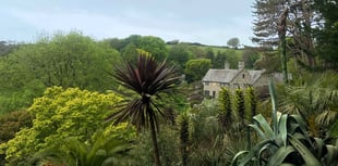 Long-awaited flower shows signs of bloom