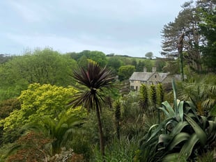 Willow weaving and watercolours at Coleton Fishacre
