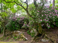 Don’t buy rhododendron as it’s destroying our native wildlife
