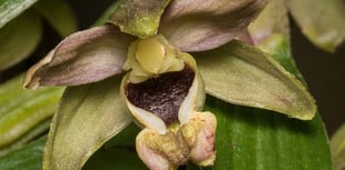 Nature Diary June 8 2024 | by Geoff Foale