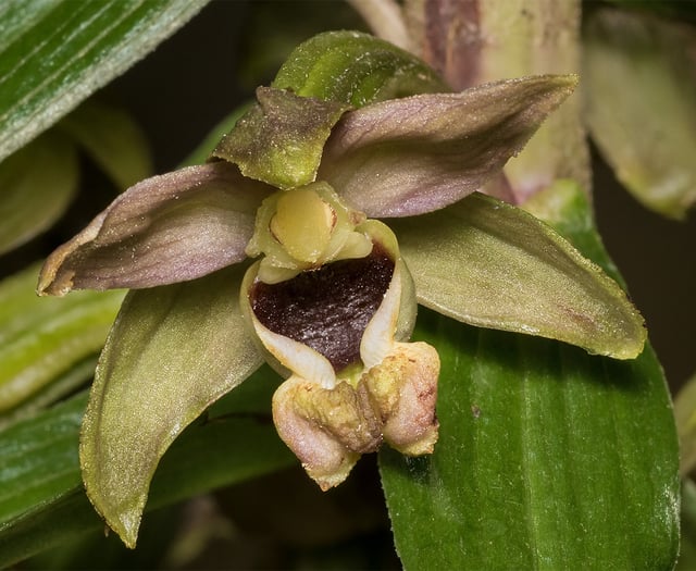 Nature Diary June 8 2024 | by Geoff Foale