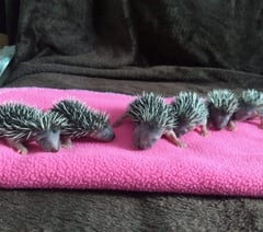 Join the Quiz Night for Prickles in a Pickle to help hedgehogs