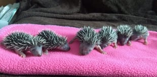 Prickles in a Pickle launches urgent £25,000 fundraising drive 