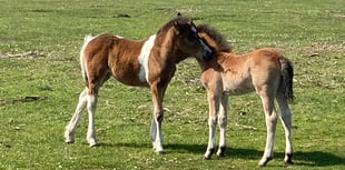 A day up on Dartmoor