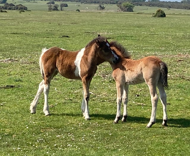 A day up on Dartmoor