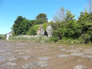 A silver jubilee visit to the salt marshes | Nature Diary 
