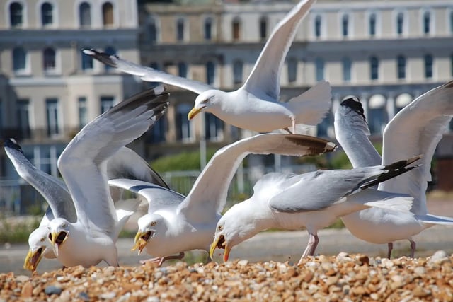 Top tips for dealing with gulls