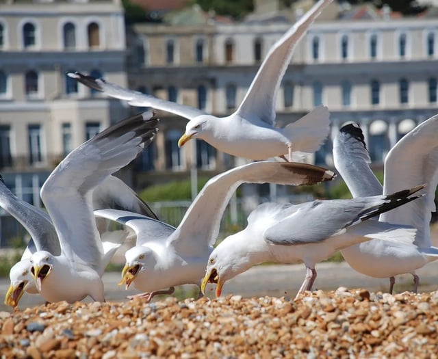 Top tips for dealing with gulls