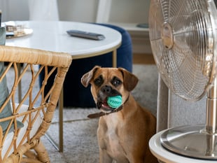 Experts reveal how to keep your home cool this summer 