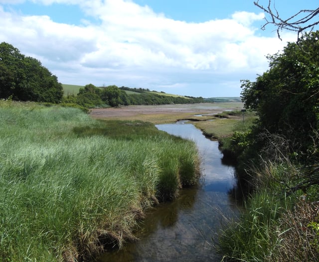 South Hams Nature Diary | Strange new worlds of the saltmarsh 