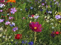 Join Dementia Friendly Parishes for an Open Garden at Gnaton Hall