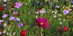 Join Dementia Friendly Parishes for an Open Garden at Gnaton Hall