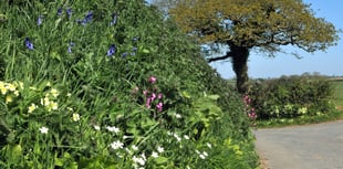 First official signs of spring spotted in key research project