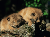 Zoo celebrates birth of two lynx kits 