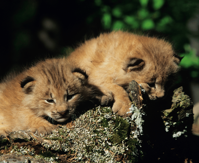 Zoo celebrates birth of two lynx kits 