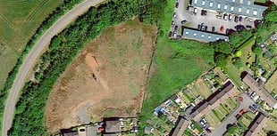 Forest turned into weedkiller wasteland