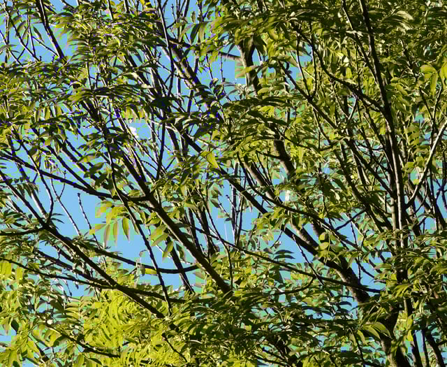 District Council Agrees Ambitious Woodland Deal