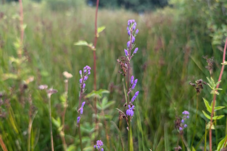The Heath Lobelia - Claire Inglis