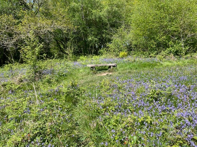 The memorial bench in Bluebell Clearing - Mike Hitch 