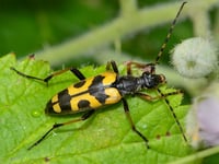 Nature Diary by Geoff Foale | The Challenging world of UK beetles 