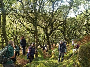 Boost for Dartmoor’s woodlands