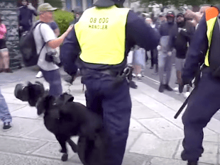 Open letter condemns recent violence 