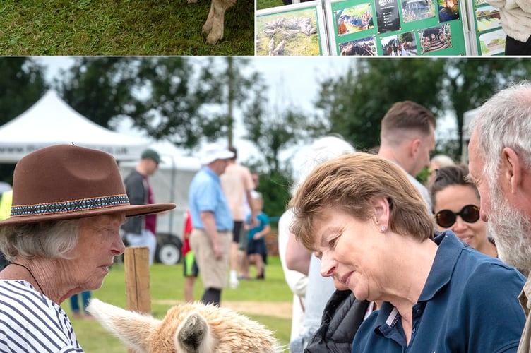 Strete Village Day Livestock 
