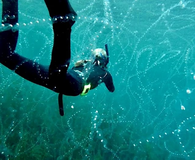 Report highlights changes in South West England’s marine life 