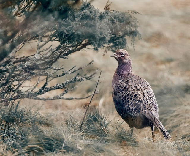 Caroline Snow | The shooting industry should not be above the law