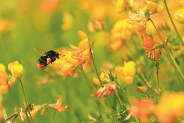 High Pollen Levels Return to South West: Prepare for Hay Fever