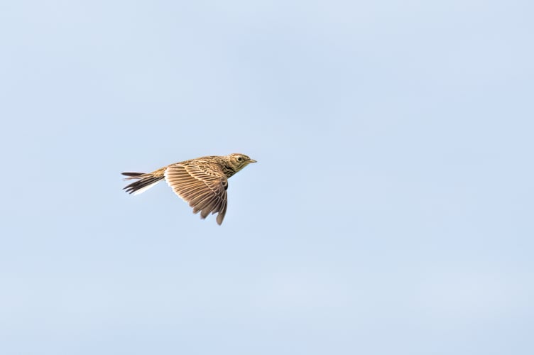 Meadow skylark in flight Southdown Farm - Phil Hemsley