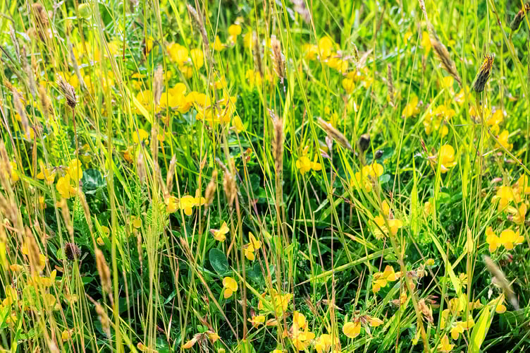 Meadow close up SouthDown Farm Phil Hemsley