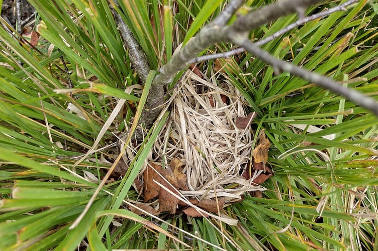 Another dormouse nest! - Fiona van Es 