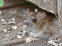 Plymouth ranks seventh for rat-related searches in the UK