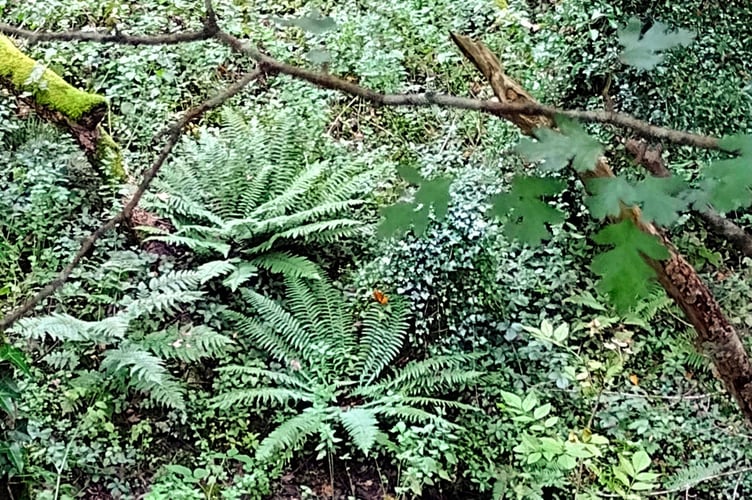 Greenery of ferns in Lydford Gorge Fiona van Es