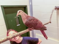 Breeding success sees zoo seeing pink!