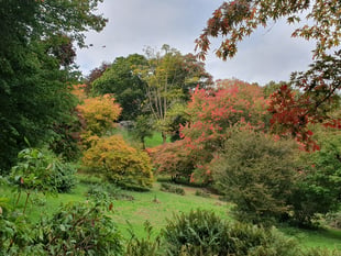 Nature Diary by Alice Henderson | A wander in the woods