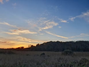 Nature Diary by Alice Henderson | Squealing pigs and dancing birds