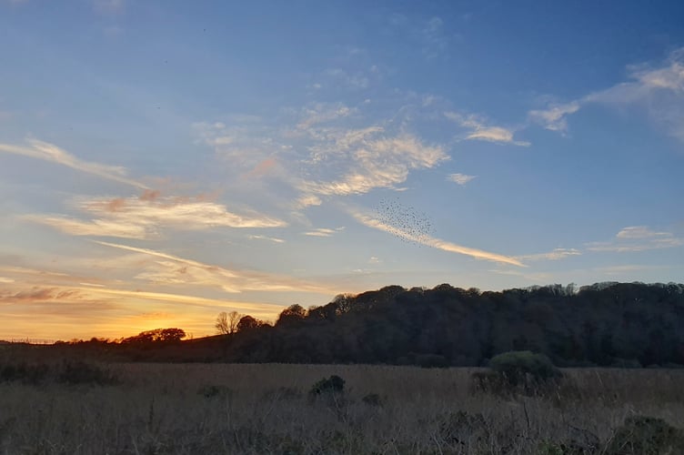 Nature Diary 20.11.24 The higher Ley by Alice Henderson