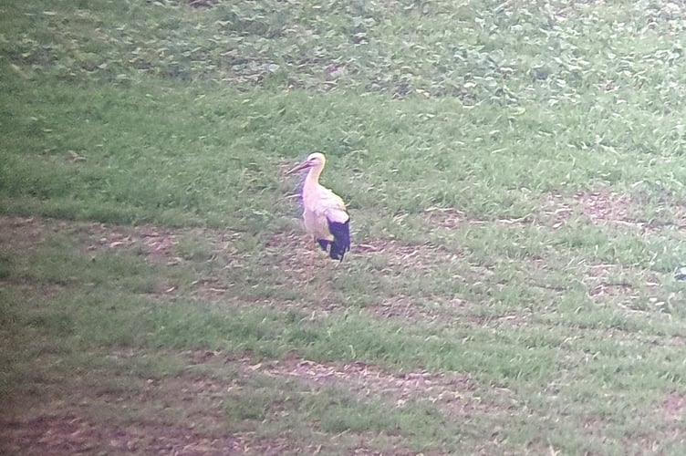 Nature Diary 20.11.24 White stork through the telescope