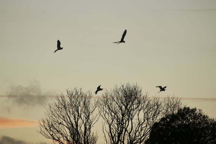 Nature Diary 20.11.24 Great white egrets in flight - by Alice Henderson