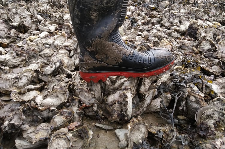 Pacific oysters dominating a local shore ruining its use for amenity enjoyment - Nigel Mortimer