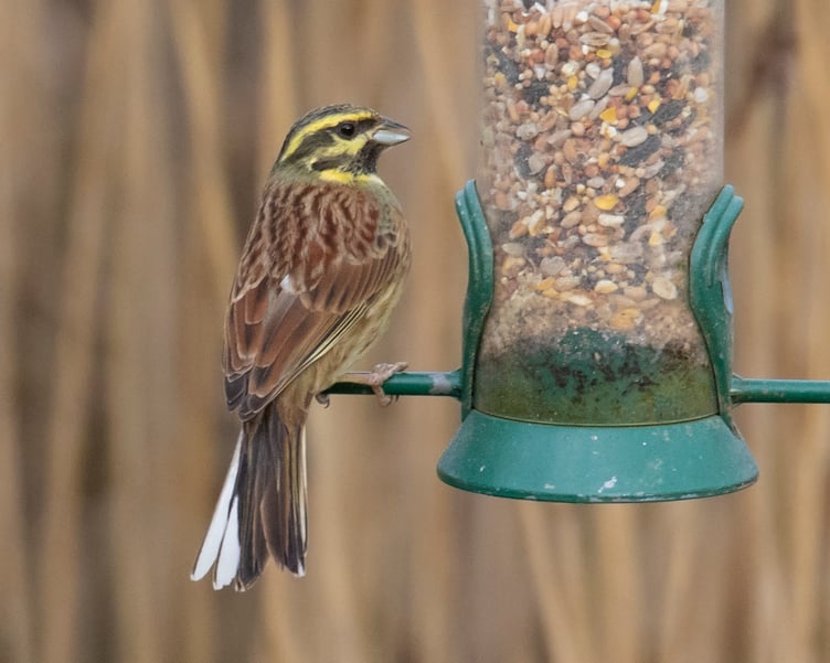 Cirl Bunting 05-02-20 - Geoff Foale
