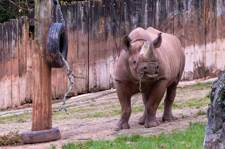 Manny, the black rhino, benefited from the incident and was fed one of the tree's branches