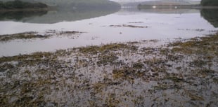 Nature Diary by Nigel Mortimer | Our ria-type estuaries