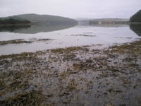 Nature Diary by Nigel Mortimer | Our ria-type estuaries